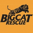 BigCatRescue Logo