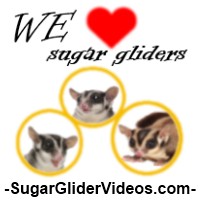 SugarGliderVideos Logo