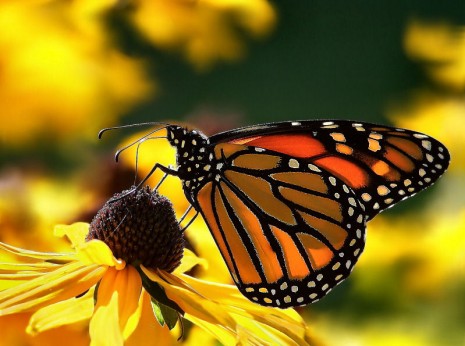 butterflybirdflower Logo
