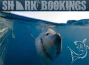 sharkbookings Logo