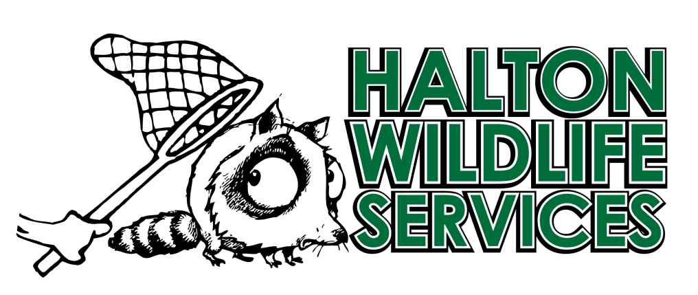 Halton Wildlife Services Announces The Arrival Of Squirrel And Raccoon 