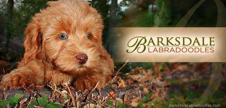 Barksdale Labradoodles LLC Logo