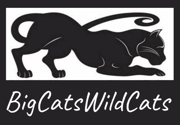 BigCatsWildCats Logo