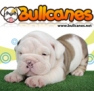 Bullcanes Logo