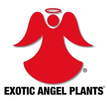 Exotic Angel Plants® Logo