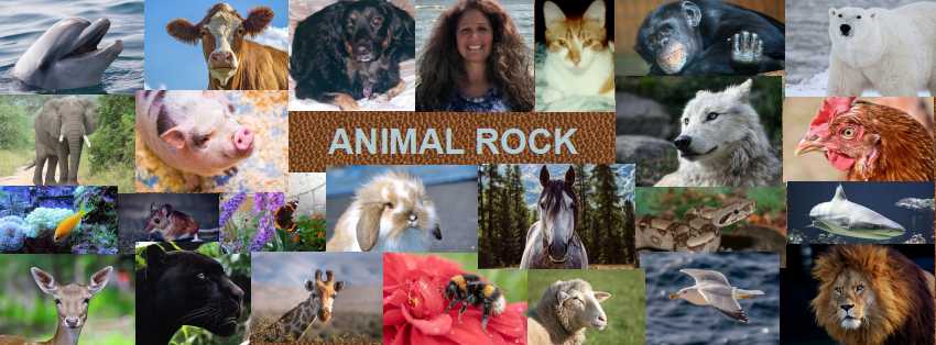 Jill Lauri, Animal Communication, Coaching & Healing Logo