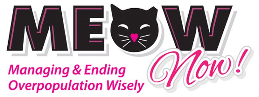 MEOW Now Logo