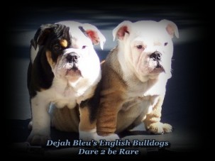 Rare_EnglishBulldogs Logo
