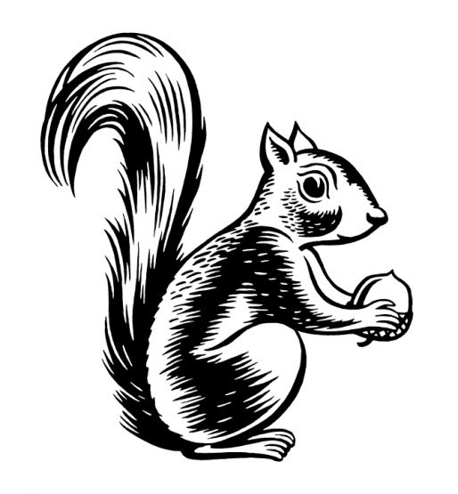 Squirrel Joinery Cheshire Logo