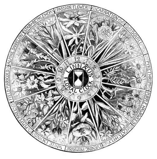 StudioLinnaeus Logo
