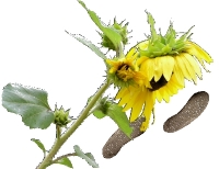 SunflowerFootsteps Logo