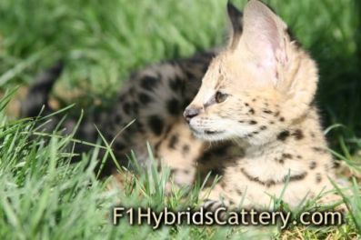 F1 Savannah Cat