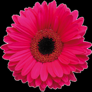 flowers4 Logo