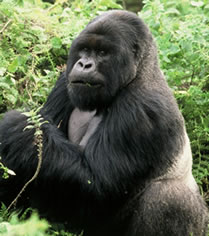gorillatrekking Logo
