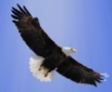 American Eagle Investigations Logo