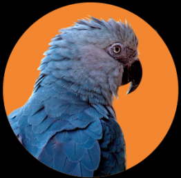 www.macaw-facts.com Logo