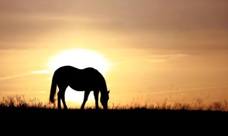 National Equine Resource Network Logo