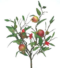 pomegranate Logo