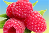 raspberryketonesoz Logo