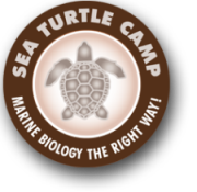 Sea Turtle Camp Logo