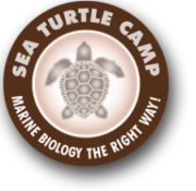 seaturtlecamp Logo