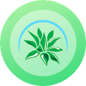 succulentmarket Logo