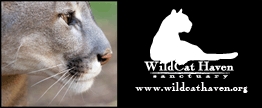 wildcathaven Logo