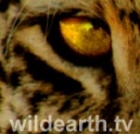 WildEarth.TV Logo